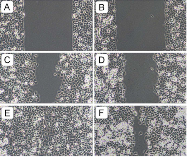 Cell culture wells used to test cellular vitality and regeneration with and without the pendant present.