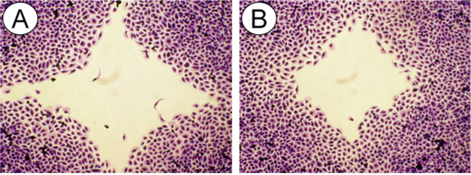 Fibroblast wound-closure test showing faster cell regrowth with AQUARI encoded mineral core